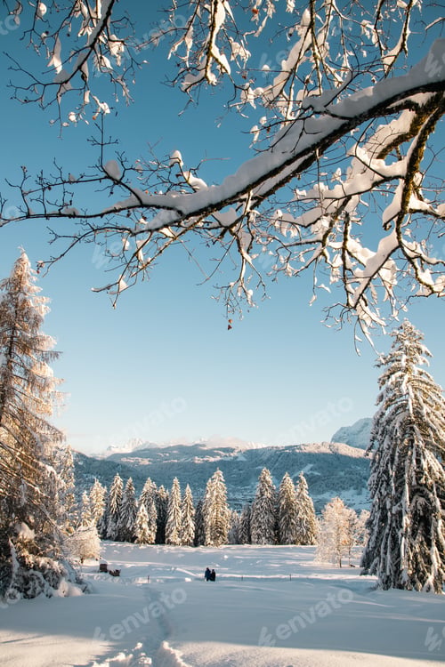 Preview: winter mountain landscape in the Alps with snow covered fir trees
