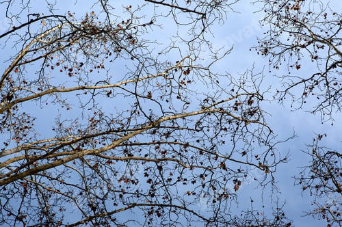 Preview: Branches and blue sky on background