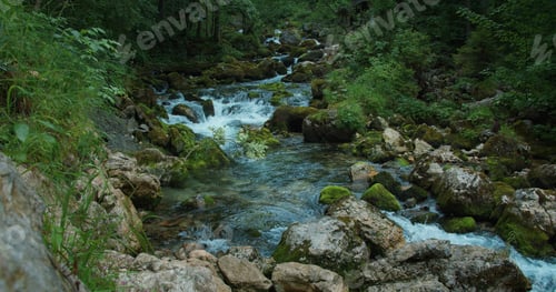 Preview: Fast flowing mountain stream in pine tree forest. Picturesque landscape. Calm relaxing