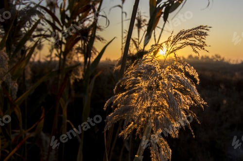Preview: Closeup shot of tall dry grass on a sunset background
