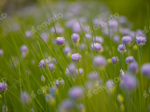 Preview: Blooming onion on the background of green grass in the summer afternoon