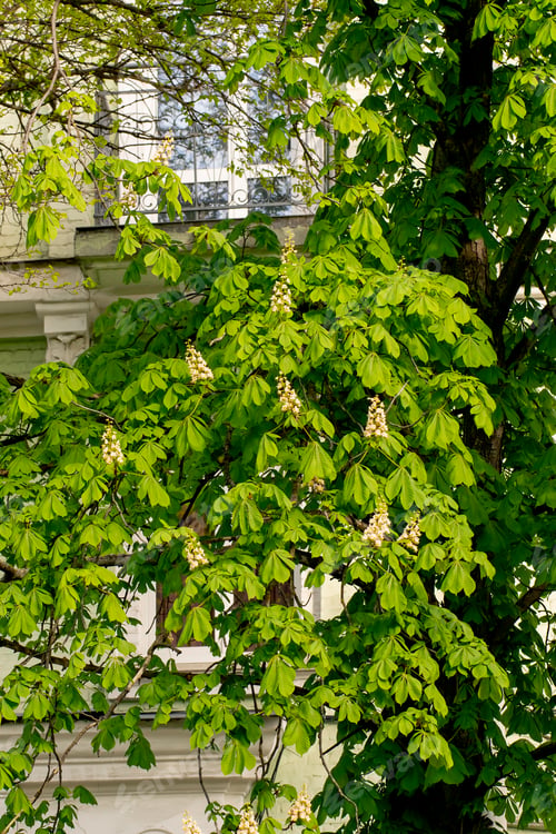 Preview: close-up of a huge flowering chestnut tree in the lighting of the sun against the sky national