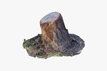 Preview: Weathered Oak Stump with Roots and Moss