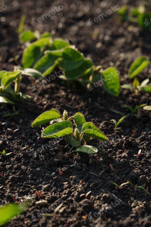 Preview: Young green soybean sprouts grow in fertile soil under the sun.
