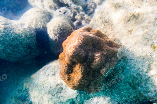 Preview: Coral in Muri Lagoon, Rarotonga, Cook Islands
