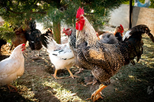 Preview: Chickens and rooster feed in a rural barnyard. Chickens huddle in the backyard of the eco-farm