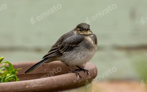 Preview: Juvenile pied wagtail in the garden