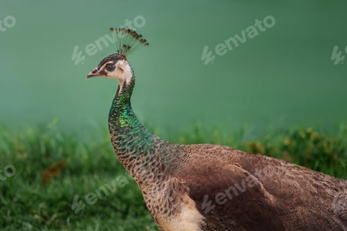 Preview: Peahen - Female Peacock - Indian Peafowl (Pavo cristatus)