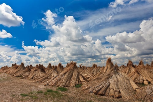 Preview: dried cluster of reed
