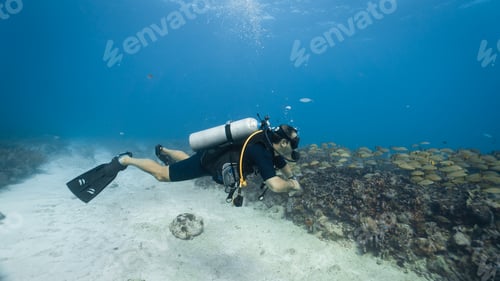 Preview: diver amazed by the quantity of fish and corals