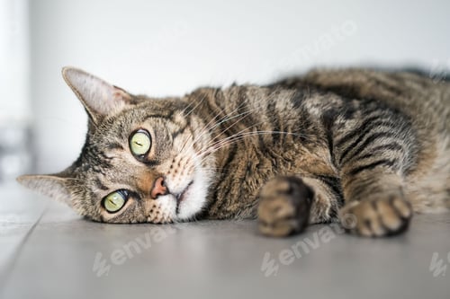 Preview: European cat laying on the ground