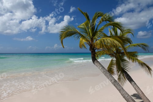 Preview: Palm trees growing on tropical beach