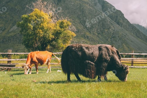 Preview: brown cow and bison grazing on pasture on mountains, Altai, Russia