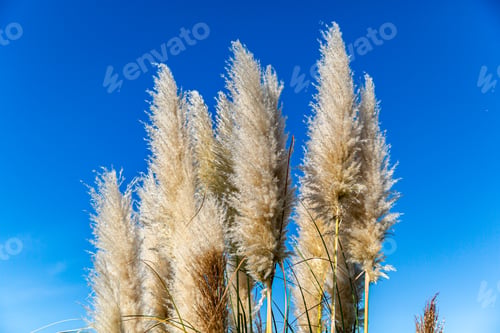 Preview: Cortaderia selloana pumila silver yellow plant pampas grass foliage