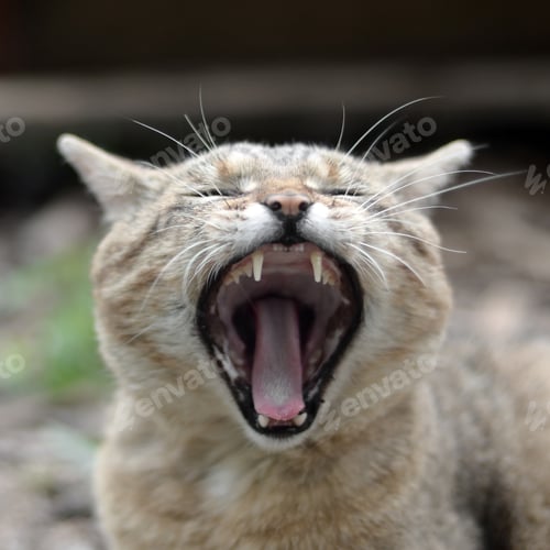Preview: Brown tabby domestic cat yawning with a blurred green yard in the background