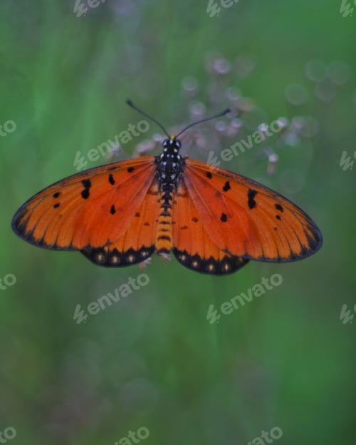 Preview: Butterfly
