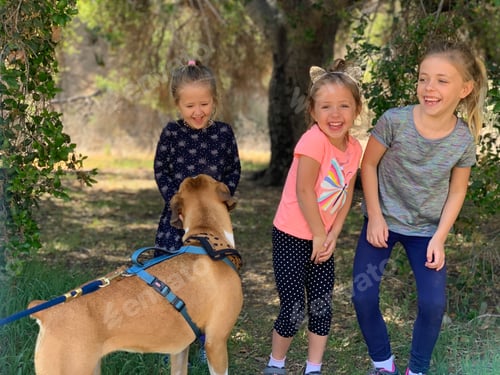 Preview: The Family Dog
