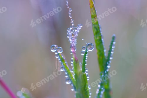 Preview: Fresh green grass with dew drops closeup. Nature Background