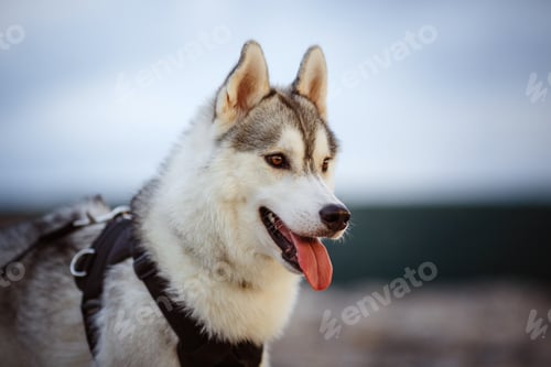 Preview: portrait of siberian husky at sunset time on mountaines