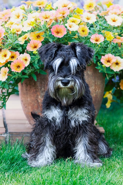 Preview: Furry miniature schnauzer dog sitting and looking at camera in summer