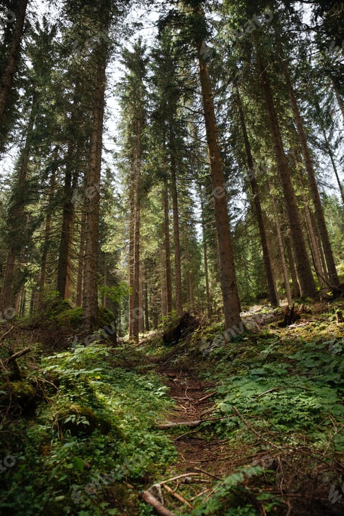 Preview: Forest