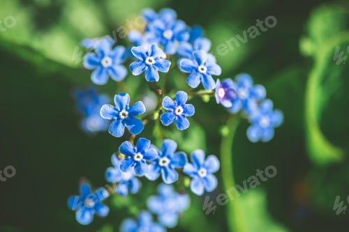 Preview: Beautiful blue forget-me-not flowers. nature, summer, spring