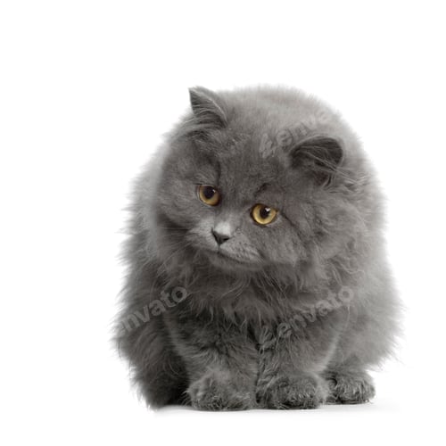 Preview: persian