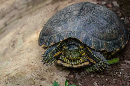 Preview: Black-bellied Slider (Trachemys dorbigni) - Water Turtle hiding in shell with retracted neck