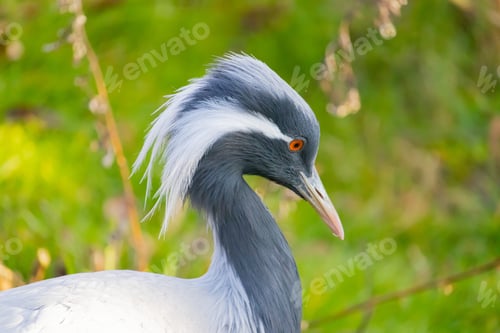 Preview: Closeup shot of a Demoiselle Crane with long white feathers drooping from the corner of its eyes