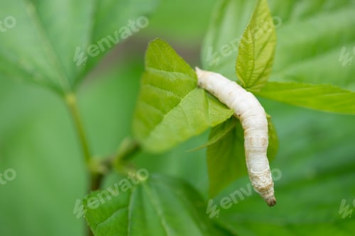 Preview: silkworm