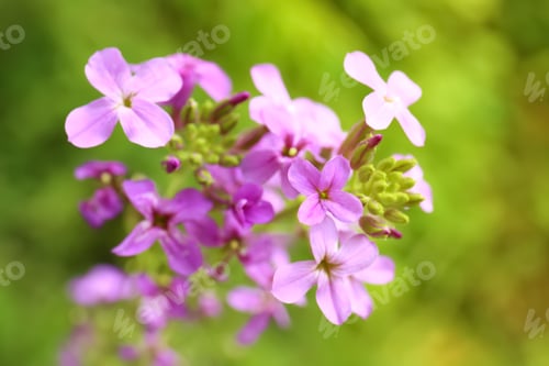 Preview: Beautiful blooming flowers in green garden on summer day