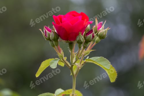 Preview: bush of bright red roses close-up after the rain, natural plant background