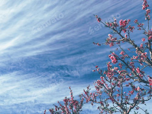 Preview: Blue sky and blooming trees