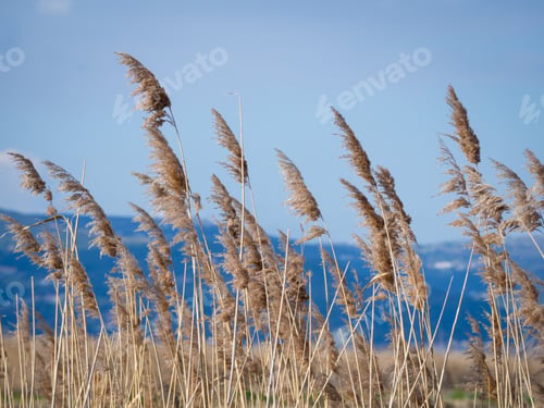 Preview: Field of common reed near the sea with the beautiful sky in the background