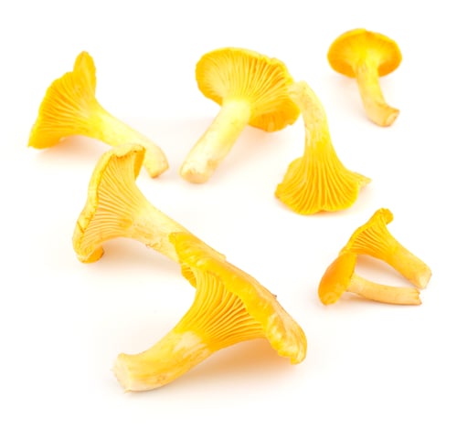 Preview: Yellow chanterelle isolated on white background