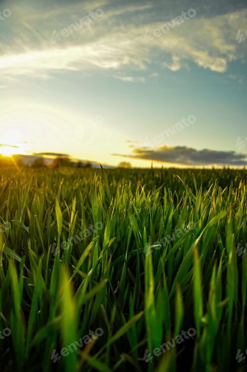 Preview: Grass in the field at sunset.