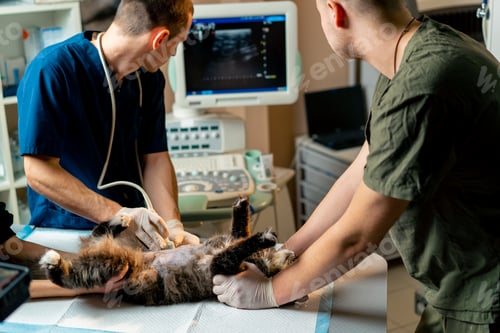 Preview: veterinary clinic a veterinarian doctor looks at an ultrasound scan of a cat's belly assistants hold