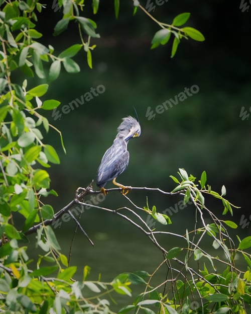 Striated Heron Perched on a Branch in Nature