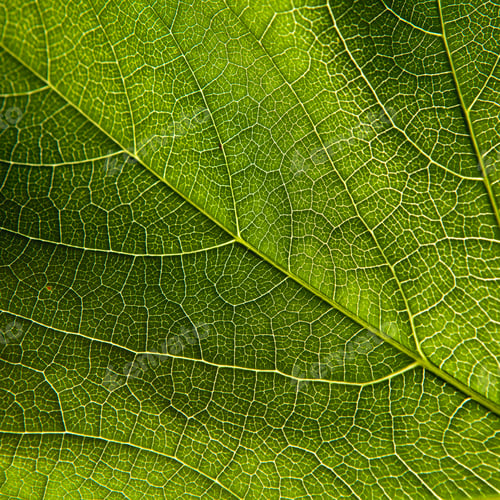 Preview: Green leaf close-up