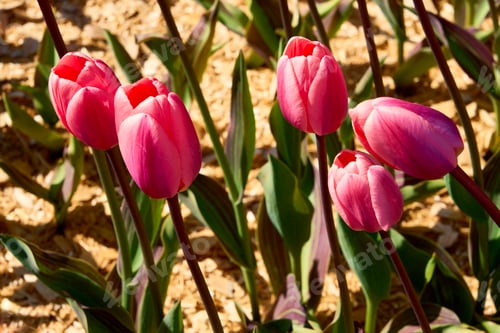 Preview: Close-up of five dark vibrant pink tulips growing in a bed of sawdust at a tulip festival.