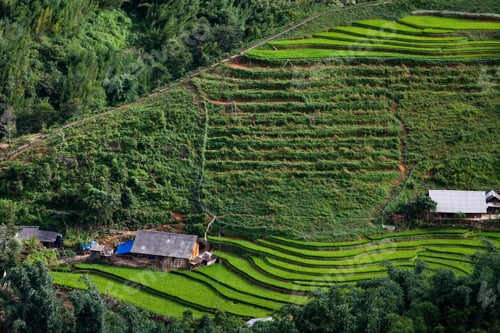 Preview: terraced green rice fields around Sa Pa, Vietnam