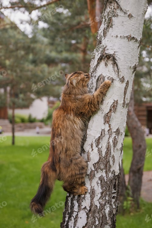 Preview: A cat climbing a tree with