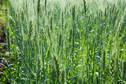 Preview: Green wheat field in India