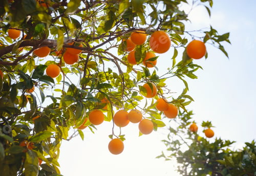 Preview: Orange garden, summer background. Turkey district of city of Demre