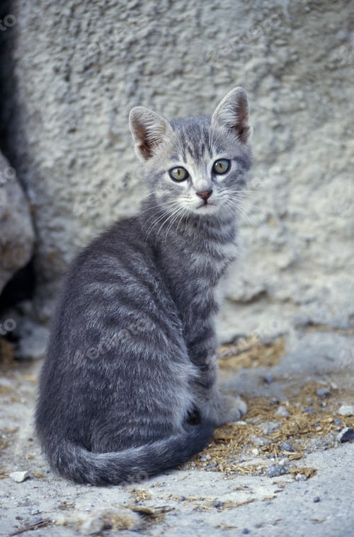 Preview: Little grey tabby kitten outdoors in the street looking into the camera
