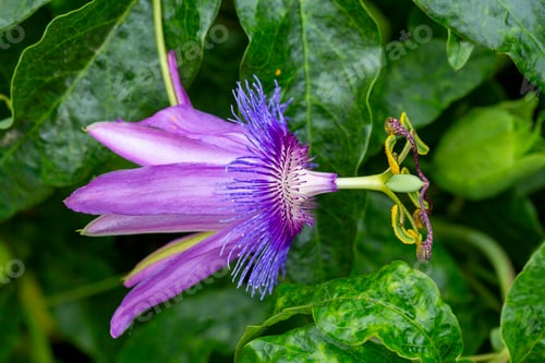 Preview: Passiflora amethystina, a species of passion flowers (passion vines).