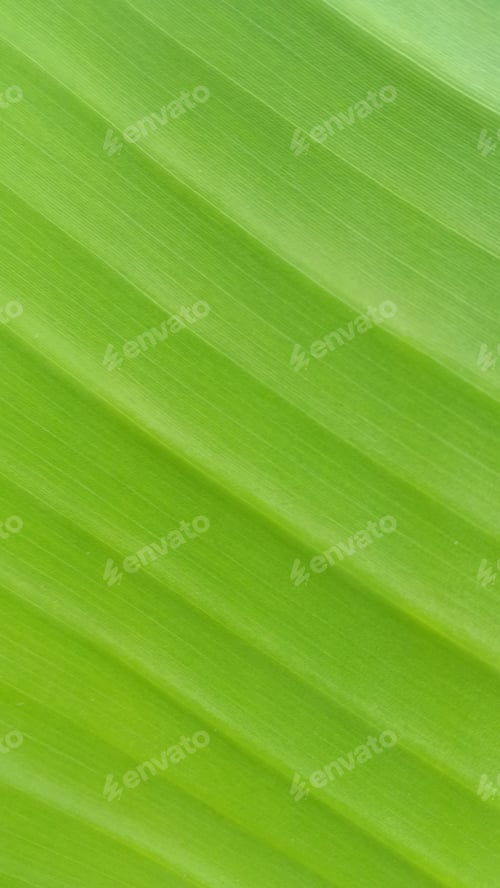 Preview: Banana fresh leaf abstract line green nature background