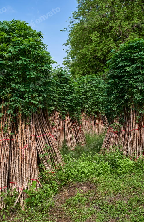 Preview: Bunch of the cassava plants to cultivate in the next crop