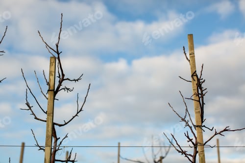 Preview: Low angle shot of bare apple orchards in a field under a blue cloudy sky
