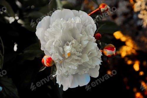 Preview: just a Flower